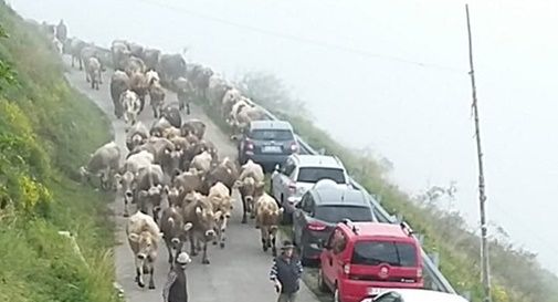 Lo spettacolo dell'antica transumanza a Valdobbiadene