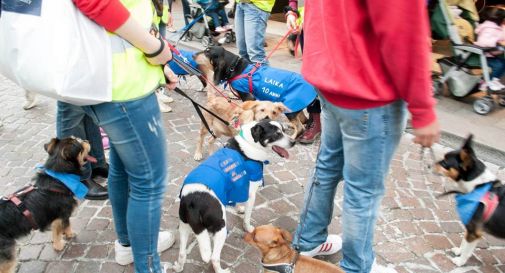 Enpa Treviso: 450 cani e 650 gatti nel 2016 hanno trovato una nuova casa 