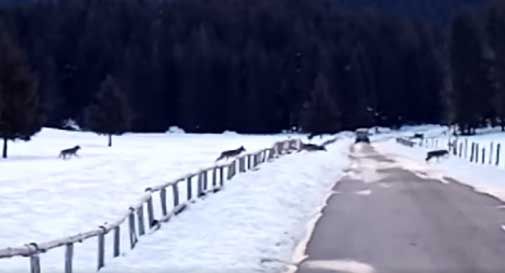 Cansiglio, quattro lupi attraversano la strada: ecco il video
