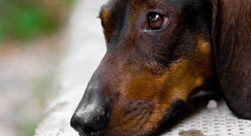 Niente cibo, nè aria. Intorno a lui: escrementi