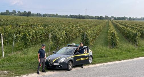 Un'approfondita operazione di controllo della Guardia di Finanza di Treviso nei campi della Marca trevigiana durante la campagna di vendemmia 2026 ha portato alla luce 25 lavoratori irregolari