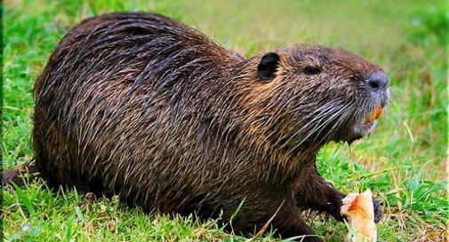 Chi spara alla nutria?