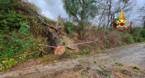 Vento forte, caduta alberi e tetto scoperchiato