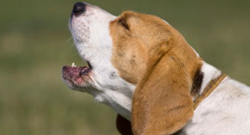 I cani abbaiano, troppo: calci e pugni tra due uomini