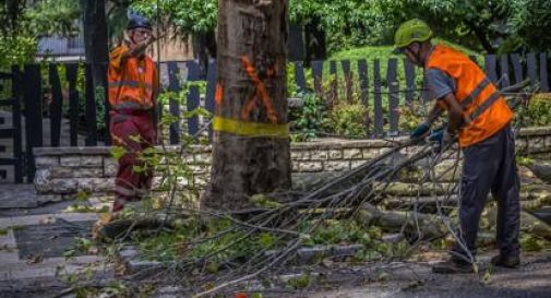 Alberi malati abbattuti, concluso il cantiere lungo il Put