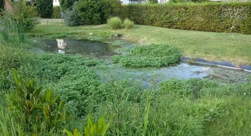 Moria di pesci nel laghetto del Parco Manin