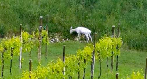 bianchina capriolo albino conegliano