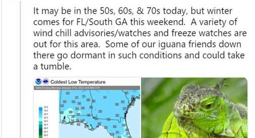 Freddo e gelo in Florida, le previsioni meteo: 'Piovono iguana'