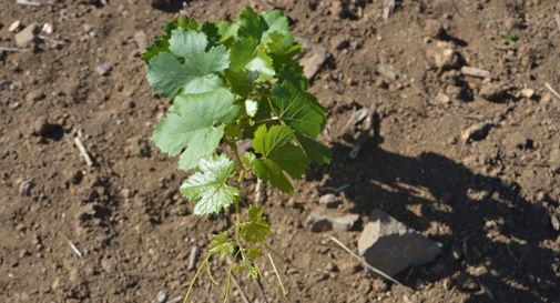 Si trova un vigneto piantato nel suo campo, ma lui non sapeva nulla