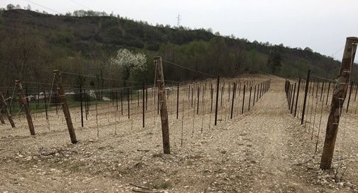 “L'area del Prosecco Docg potrebbe erodere circa 300.000 tonnellate di suolo ogni anno”