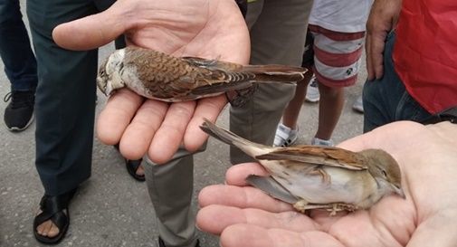 Uccelli muoiono anche durante la manifestazione per salvarli