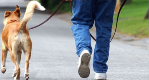 Investito e ucciso mentre passeggia col cane. Arrestata pirata della strada