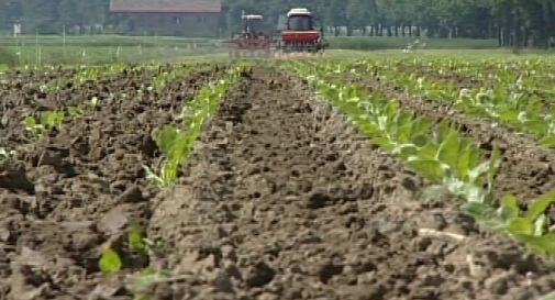 5,5 miliardi di produzione agricola in Veneto, vola il vino