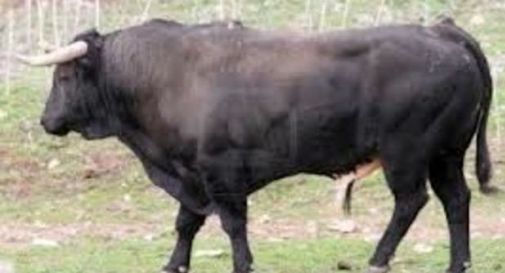 Toro imbizzarrito semina il panico tra i campi, abbattutto