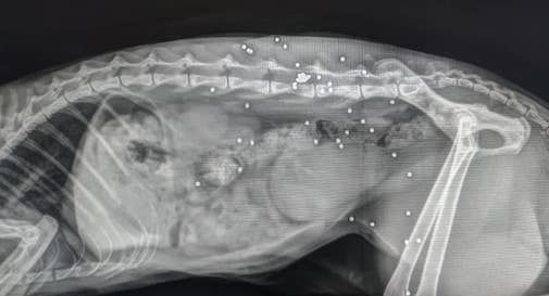 radiografia gatto