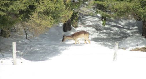 Cervi e neve in Cansiglio