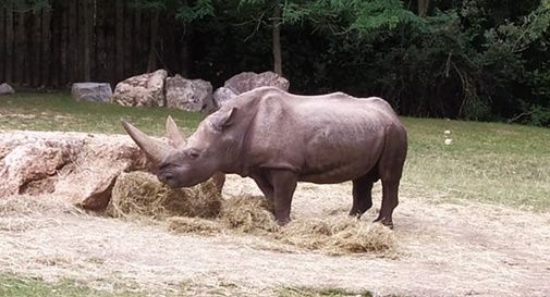 Morto il più vecchio rinoceronte al mondo in un parco zoo