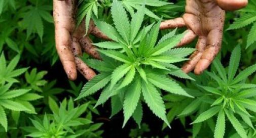 Vittorio Veneto, in giardino aveva due piante di Cannabis, in casa confezionava la droga