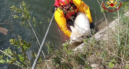 Scolari notano un cane in difficoltà in mezzo al fiume e scatta l’allarme