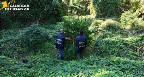Due piantagioni di marijuana scoperte dopo il controllo con l'elicottero