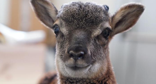 capriolo recuperato dal Cras