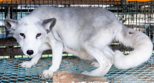 stop allevamenti animali pelliccia