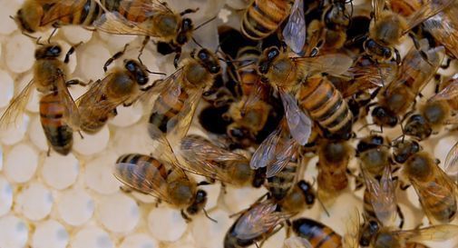 Pesticidi spruzzati con l'erba ancora alta, muoiono decine di migliaia di api