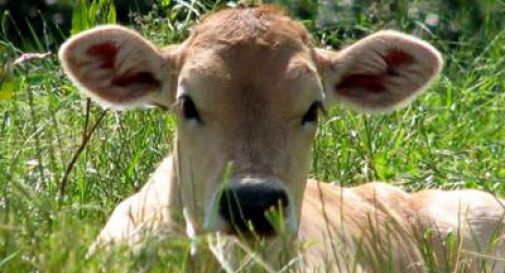 Vitello scappa e semina il panico in A13