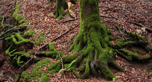 335mila euro per conservazione foreste