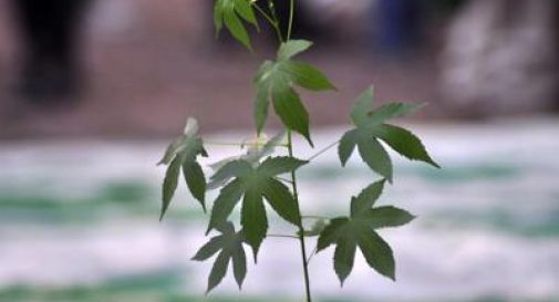 Ok a cannabis nel cibo, dai biscotti all'olio