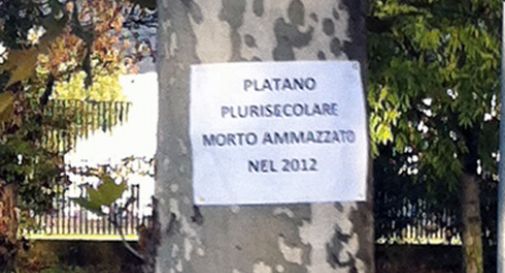 Menarè, cimitero dei platani