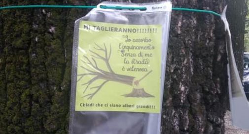 “Non tagliate gli alberi”, i residenti insorgono