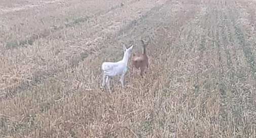 Avvistato un capriolo albino a Tarzo