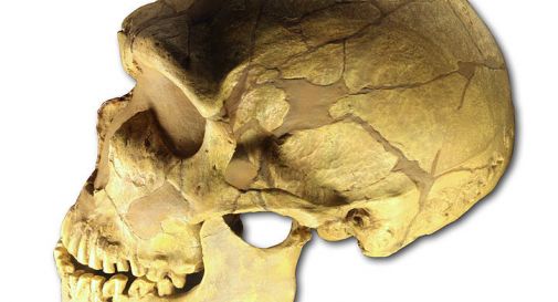 Lei, Neanderthal. Lui, Sapiens. Scoperta prova dell'incrocio