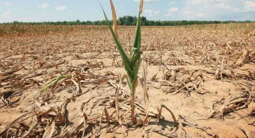 Siccità, conto salato per gli agricoltori della Marca