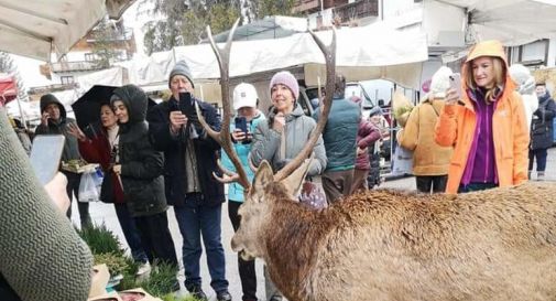 Allontanato da Cortina il cervo che si intrufolava al mercato 