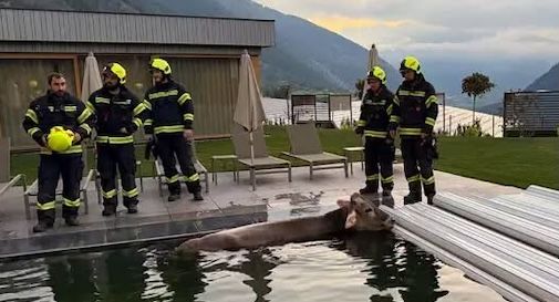 mucca in piscina