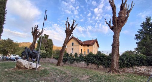 “Alberi mutilati”: la denuncia di Legambiente del Vittoriese