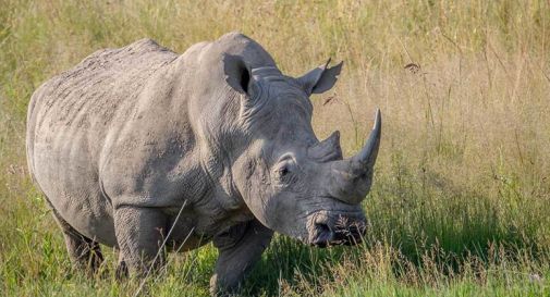 Rinoceronte bianco concepito in vitro dall'Università