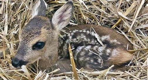 Mamma capriolo muore annegata ma il cucciolo è salvo