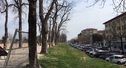 Sulle Mura cittadine in arrivo 93 nuovi alberi 