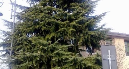 Montebelluna, il Comune abbatte 17 alberi