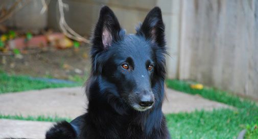 Cane squarcia il volto a bimba di 7 anni