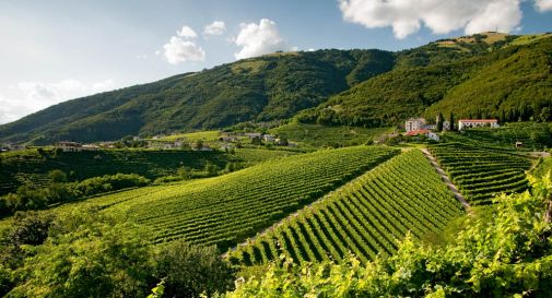 Le colline del Prosecco patrimonio dell'Unesco?