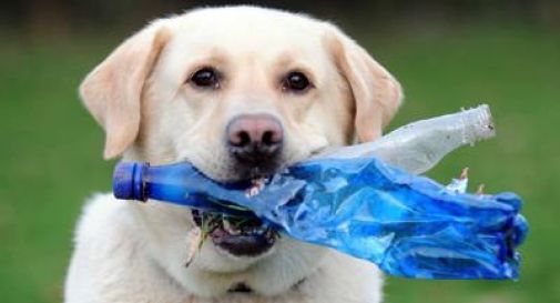 Labrador cani 'mangioni': è colpa di un gene