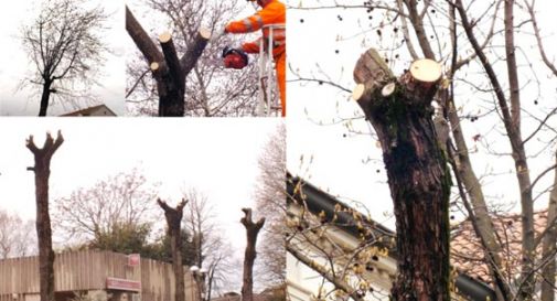 Taglio alberi, per l'Enpa sono ingiustificati