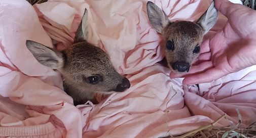 cuccioli capriolo