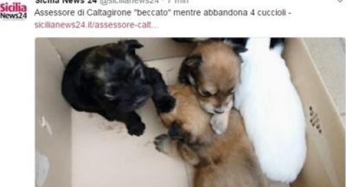 Abbandona cuccioli, video incastra assessore