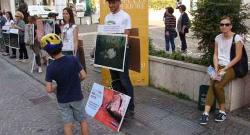 un ragazzo che guarda le immagini