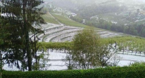 Grandinata sui vigneti del Prosecco, danni milionari